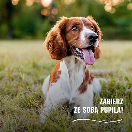 Campingplads I Pole Namiotowe River Park Zator