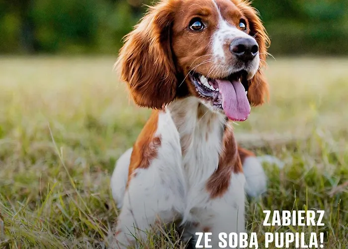 Kemping I Pole Namiotowe River Park Zator